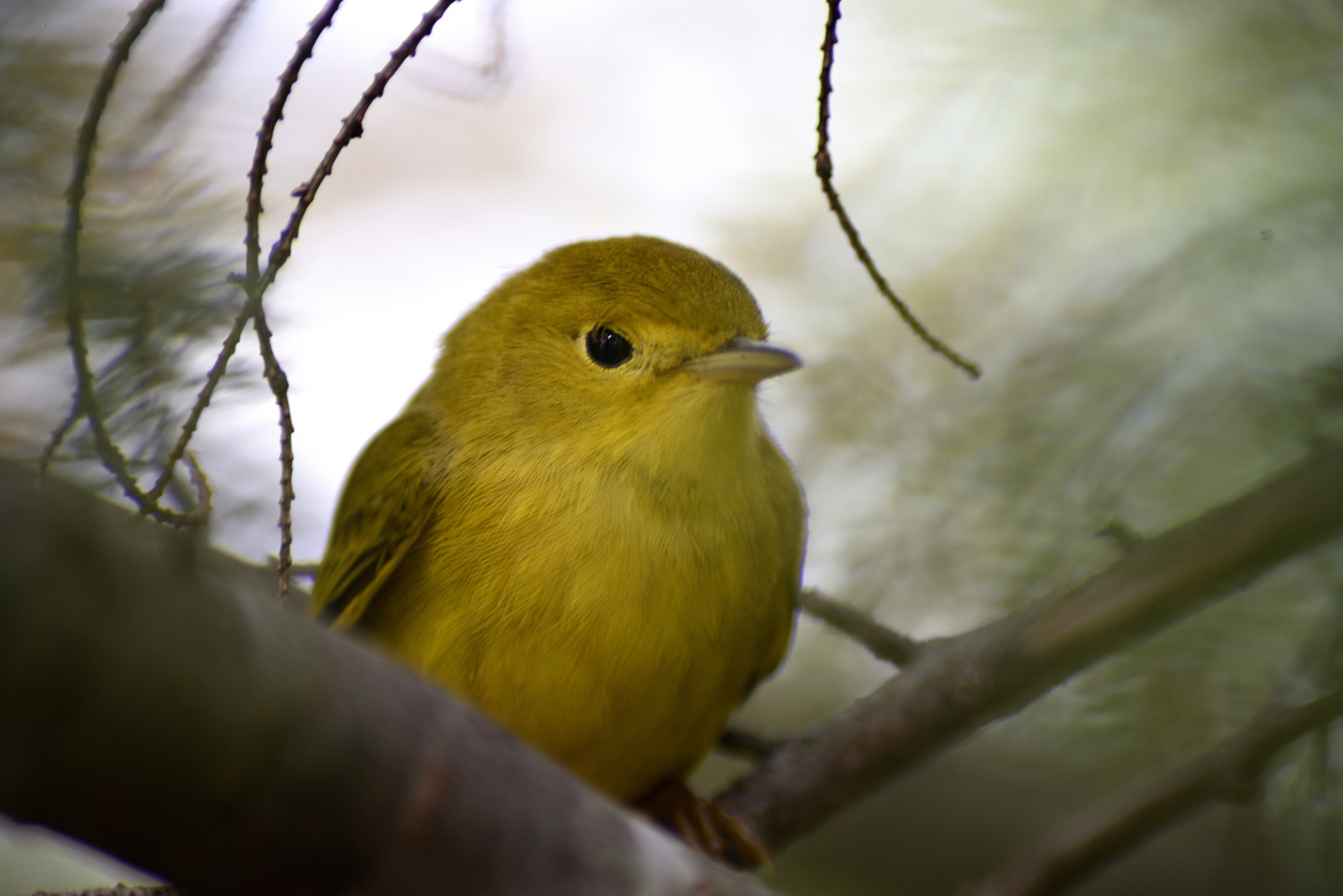Yellow Finch